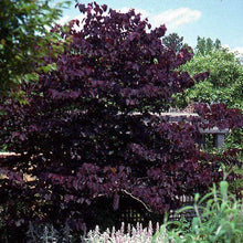 Load image into Gallery viewer, Merlot Redbud Tree