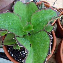 Load image into Gallery viewer, Walking Kalanchoe Plants