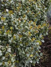 Load image into Gallery viewer, HOLLY SCALLYWAG