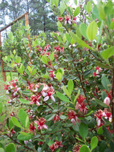 Load image into Gallery viewer, Pineapple Guava Shrubs