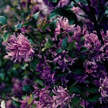 Load image into Gallery viewer, Loropetalum Chinese Ruby Shrubs