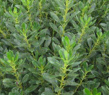 Load image into Gallery viewer, Ilex Glabra Densa Inkberry Holly Shrubs