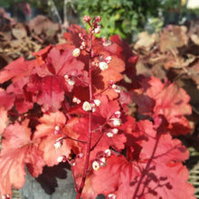 Load image into Gallery viewer, Heuchera Fire Alarm Plants
