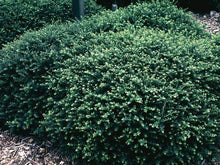 Load image into Gallery viewer, Helleri Holly Shrubs