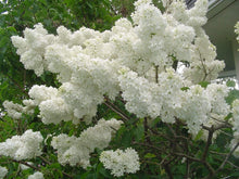 Load image into Gallery viewer, Lilac Madame Lemoine Shrubs