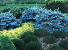 Load image into Gallery viewer, Globe Blue Spruce Shrubs