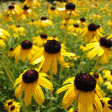Load image into Gallery viewer, Rudbeckia Viette's Little Suzy