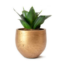 Load image into Gallery viewer, Black Dragon Snake Plants