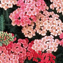 Load image into Gallery viewer, Achillea Apricot Delight