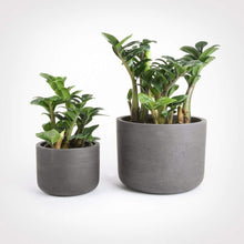 Load image into Gallery viewer, Zenzi ZZ Dwarf Plants