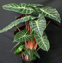 Load image into Gallery viewer, Ebony Alocasia Plants