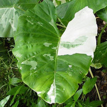 Load image into Gallery viewer, Variegated Alocasia Elephant Ear Plants