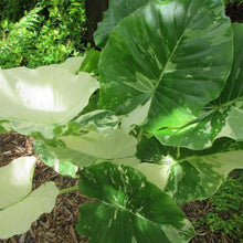 Load image into Gallery viewer, Variegated Alocasia Elephant Ear Plants