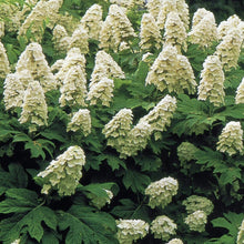 Load image into Gallery viewer, Snow Queen Oakleaf Hydrangea Shrubs