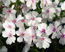 Load image into Gallery viewer, Creeping Phlox Amazing Grace