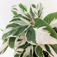 Load image into Gallery viewer, Calathea 'white fusion'