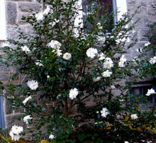 Load image into Gallery viewer, Camellia White by the Gate Shrubs