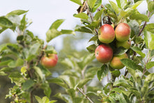 Load image into Gallery viewer, Red Gala Apple Trees