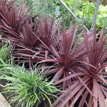 Load image into Gallery viewer, Cordyline Red Star Plants