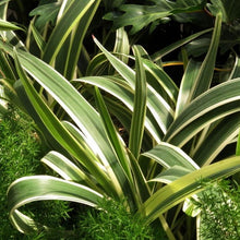 Load image into Gallery viewer, Dracaena White Bird Plants