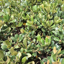 Load image into Gallery viewer, Eleanor Taber Indian Hawthorn Shrubs