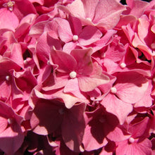 Load image into Gallery viewer, Forever Pink Hydrangea Shrubs