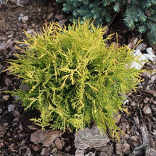 Load image into Gallery viewer, Golden Globe Arborvitae Shrubs
