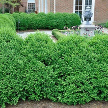 Load image into Gallery viewer, Green Mountain Boxwood