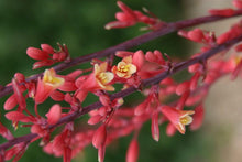 Load image into Gallery viewer, Texas Red Yucca Shrubs