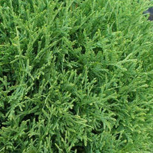 Load image into Gallery viewer, Tater Tot Arborvitae Shrubs
