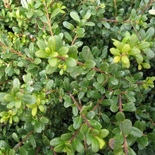 Load image into Gallery viewer, Hoogendorn Holly Shrubs