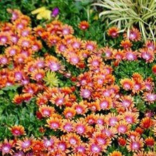 Load image into Gallery viewer, Delosperma Fire Wonder