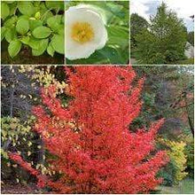 Load image into Gallery viewer, Japanese Stewartia Trees