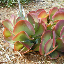 Load image into Gallery viewer, Kalanchoe Flapjack Plants