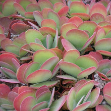 Load image into Gallery viewer, Kalanchoe Flapjack Plants