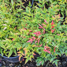Load image into Gallery viewer, Moonbay Nandina Shrubs
