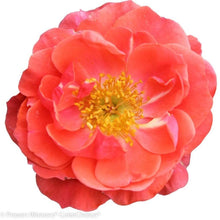 Load image into Gallery viewer, Oso Easy Mango Salsa Rose Bushes