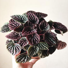 Load image into Gallery viewer, Peperomia Burgundy Ripple Plants