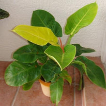 Load image into Gallery viewer, FALSE