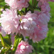 Load image into Gallery viewer, Pink Flowering Almond Shrubs