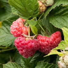 Load image into Gallery viewer, Raspberry Shortcake Raspberry Bushes