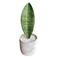 Load image into Gallery viewer, Shark Fin Snake Plants