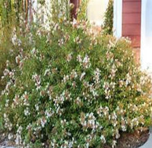 Load image into Gallery viewer, Abelia Little Richard Shrubs