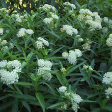 Load image into Gallery viewer, Ice Ballet Asclepias incarnata