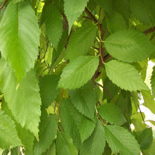 Load image into Gallery viewer, Valley Forge Elm Tree