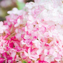 Load image into Gallery viewer, Vanilla Strawberry Hydrangea Shrubs