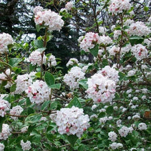 Load image into Gallery viewer, Koreanspice Viburnum Shrubs