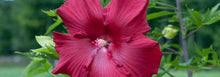 Load image into Gallery viewer, Hibiscus Lord Baltimore
