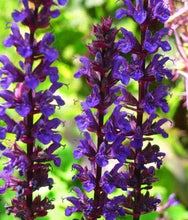 Load image into Gallery viewer, Salvia Caradonna
