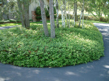 Load image into Gallery viewer, St. John&#39;s Wort
